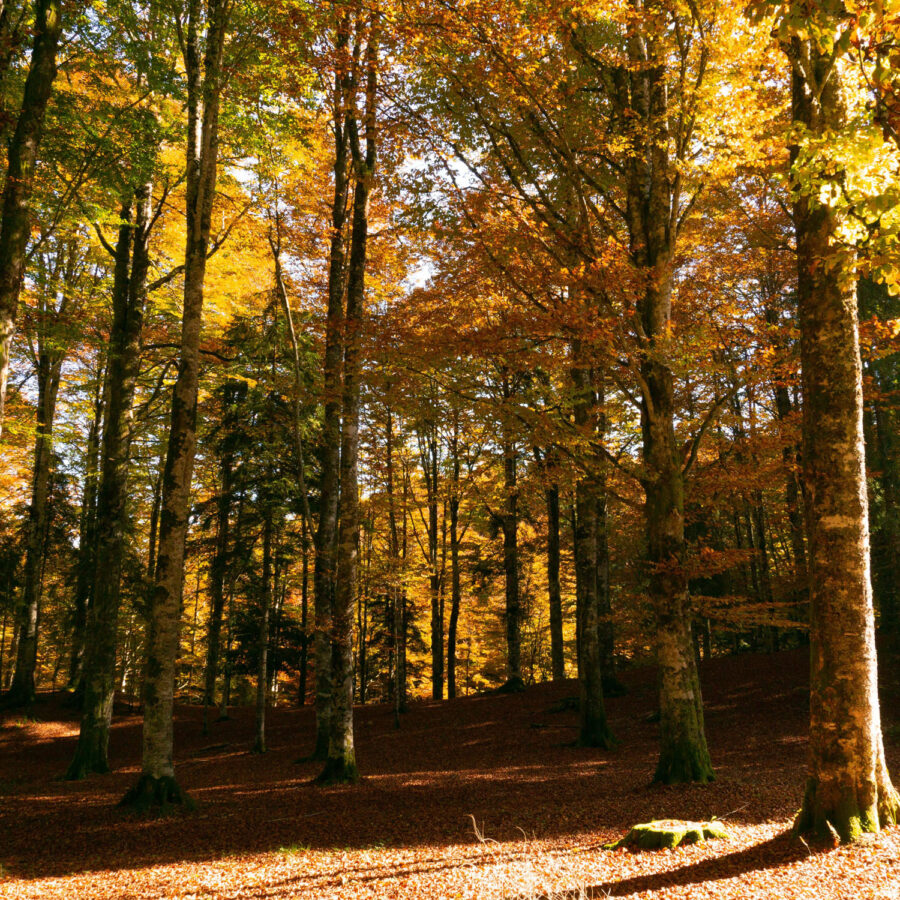 Autumn Colours in the Prosecco Hills - Colline di Luce