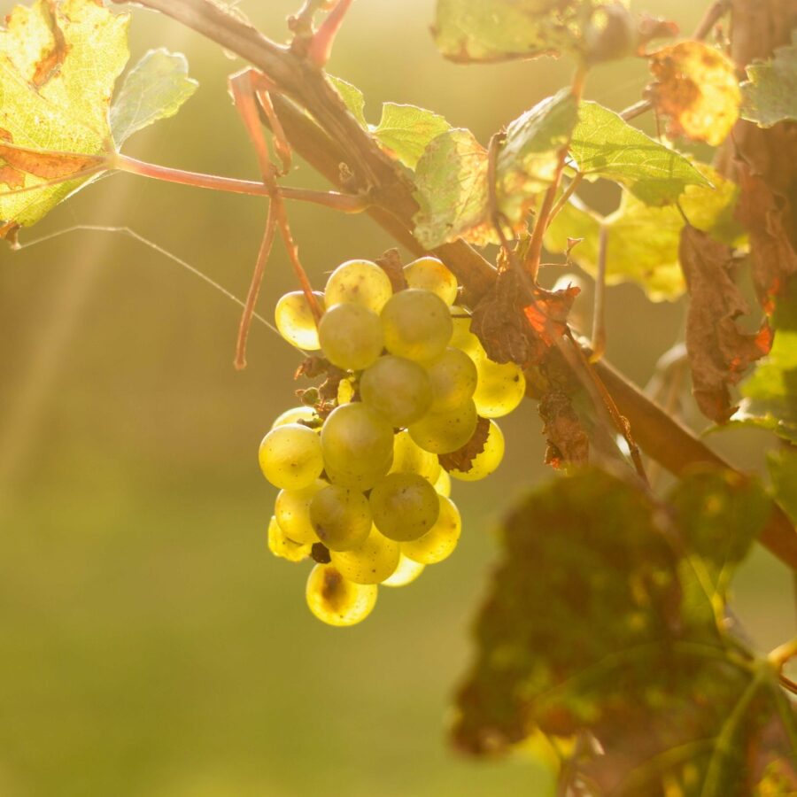 The Prosecco Hills - Colline di Luce